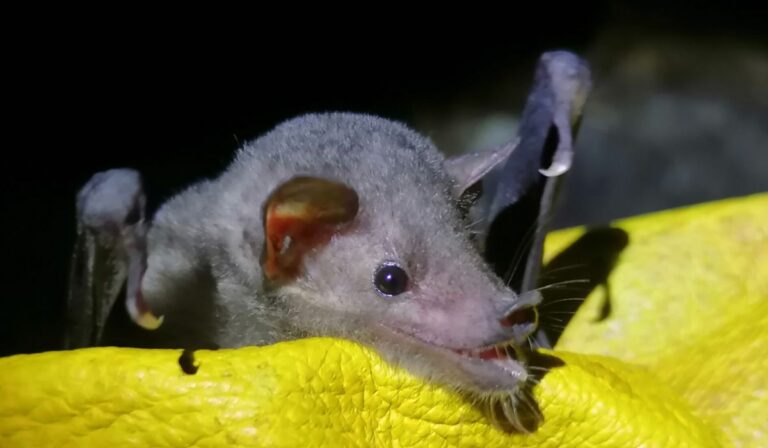 Enemigo_silencioso_confirman_en_Mexico_la_presencia_de_hongo_mortal_que_amenaza_a_los_murcielagos_26092025-10