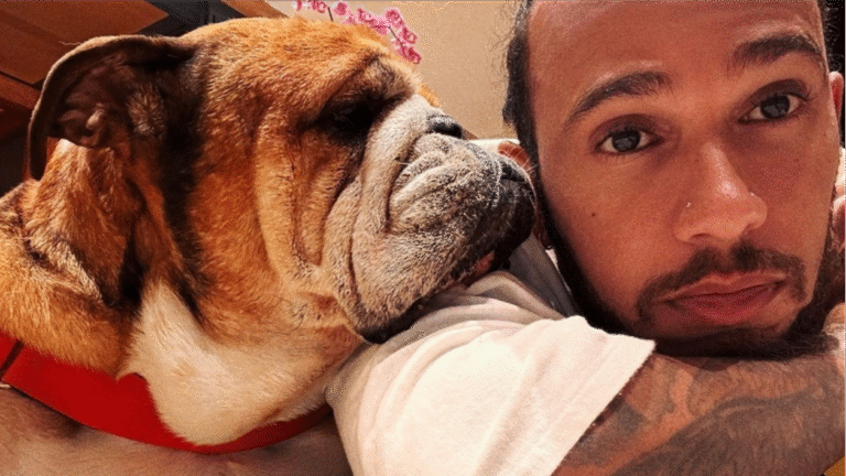 Muere Roscoe, el inseparable perrito de Lewis Hamilton, tras días en el hospital