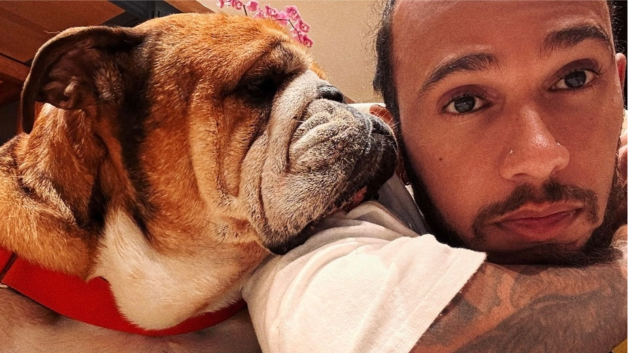Muere Roscoe, el inseparable perrito de Lewis Hamilton, tras días en el hospital