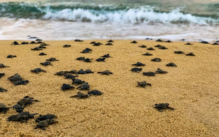 mexico-turismo-aventuras-tortugas-768x480