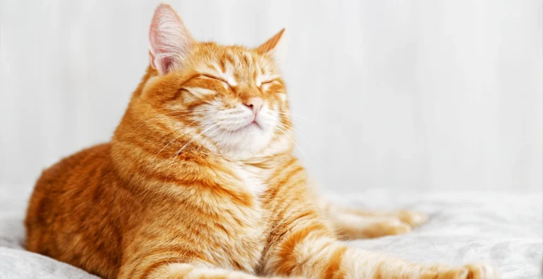 curiosidades-sobre-gatos-naranjas