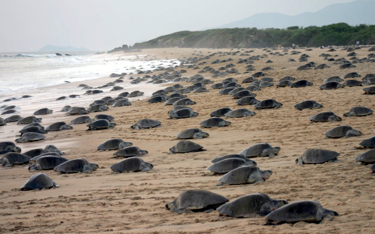 tortugas-golfinas-michoacan-22082023