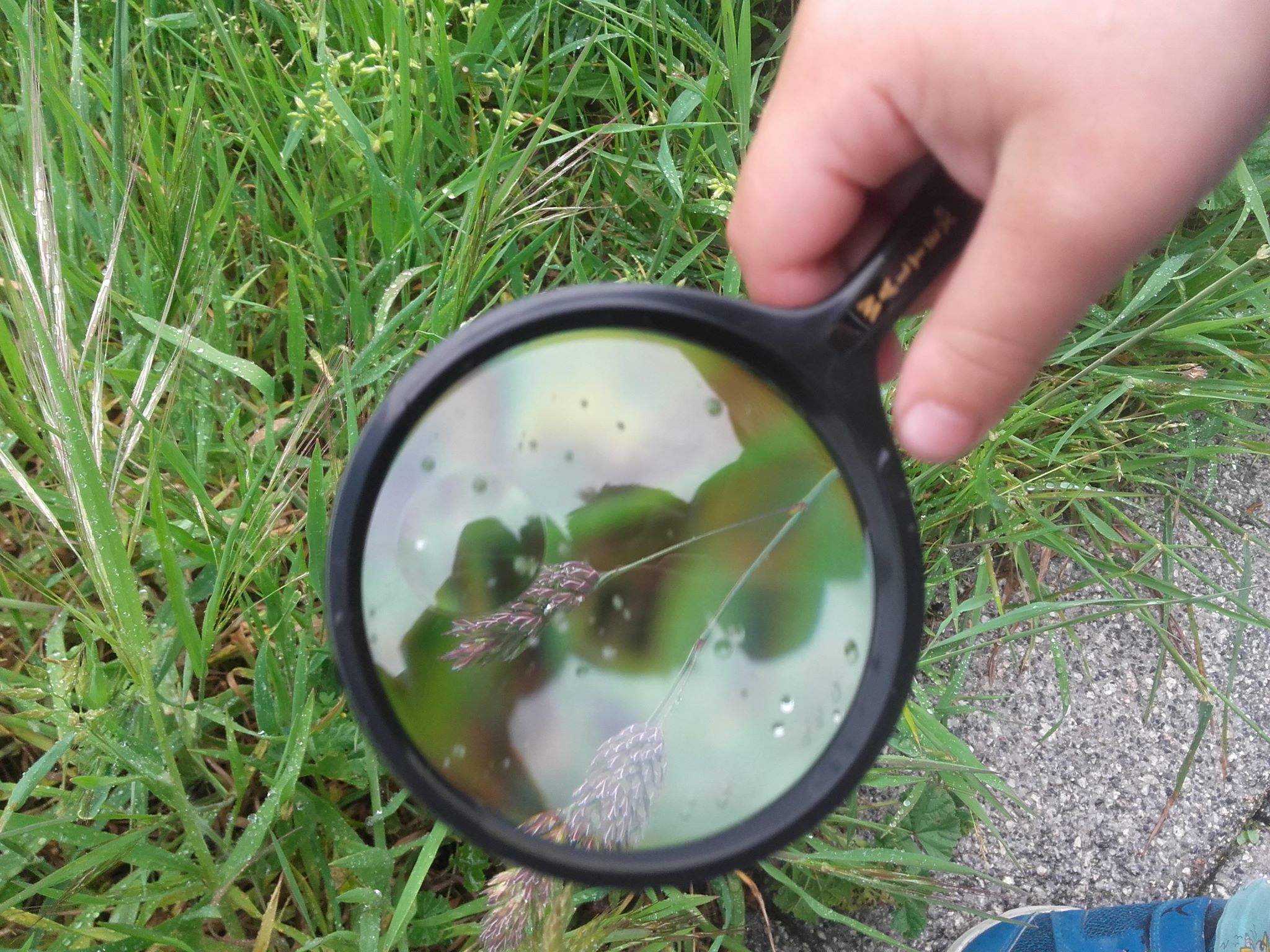 Actividad-de-buscar-bichos-con-lupa-2