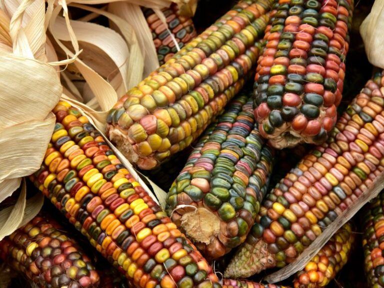 Los-guardianes-del-maiz-ancestral-ciencia-resistencia-y-memoria-en-el-Banco-de-Semillas-de-la-UNAM