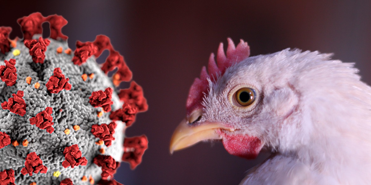 gripe-avier-influenza-covid