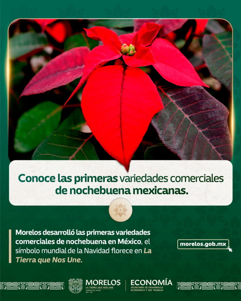 Nochebuena mexicana 2 (1)