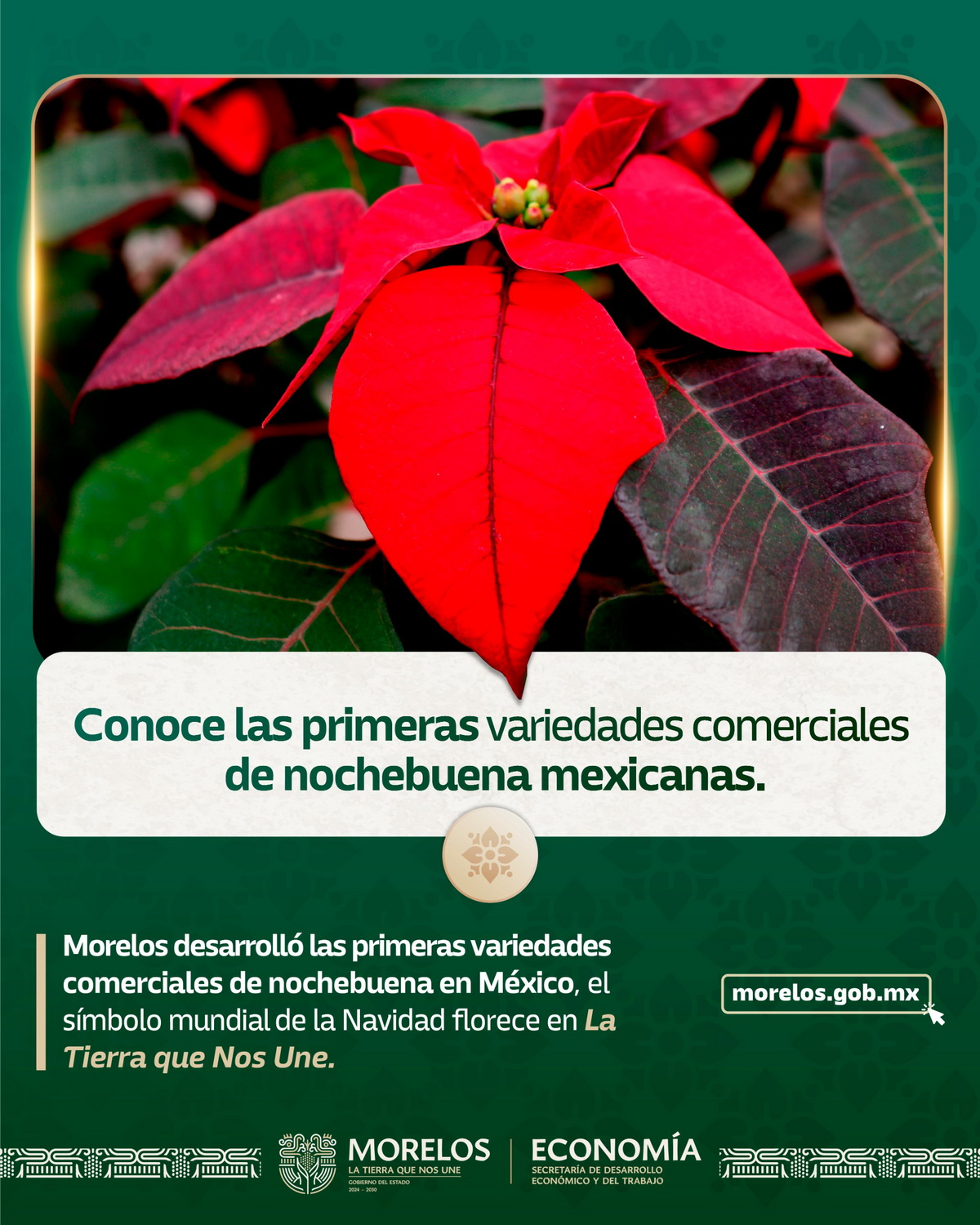 Nochebuena mexicana 2 (1)