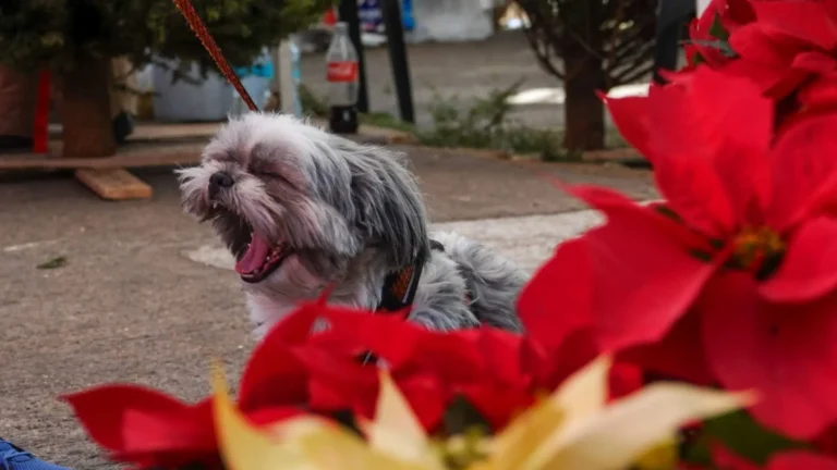 mascotas-nochebuena