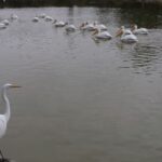 CDMX-celebrara-importancia-humedales-05022026