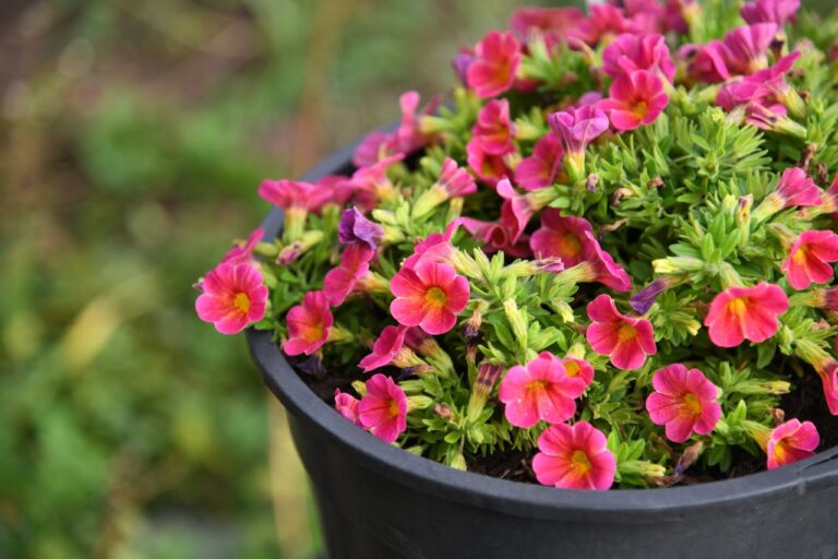 pexels-zehra-yagri-113009844-9743438