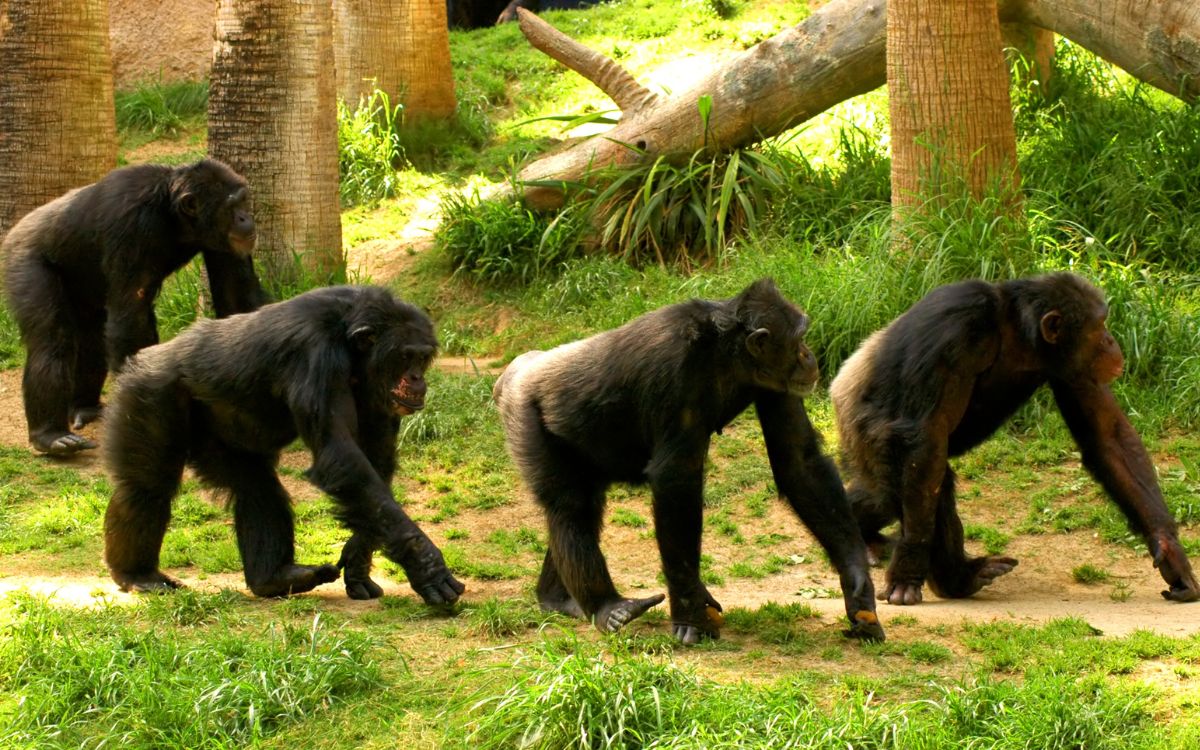 simio-canva-mono-chango-animal-3