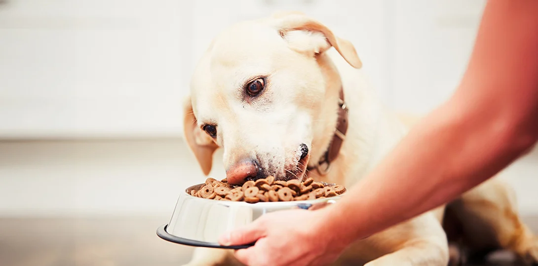 claves en la elección de alimento para mascotas