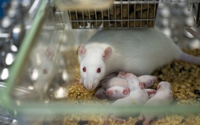 Animales_laboratorio_2_24042026