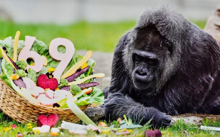 Fatou_gorila_longeva_1_13042026