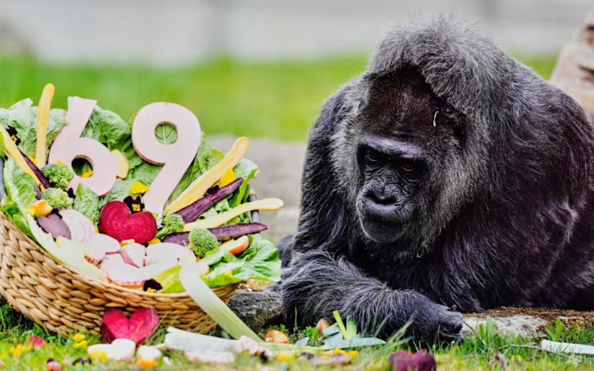 Fatou_gorila_longeva_1_13042026