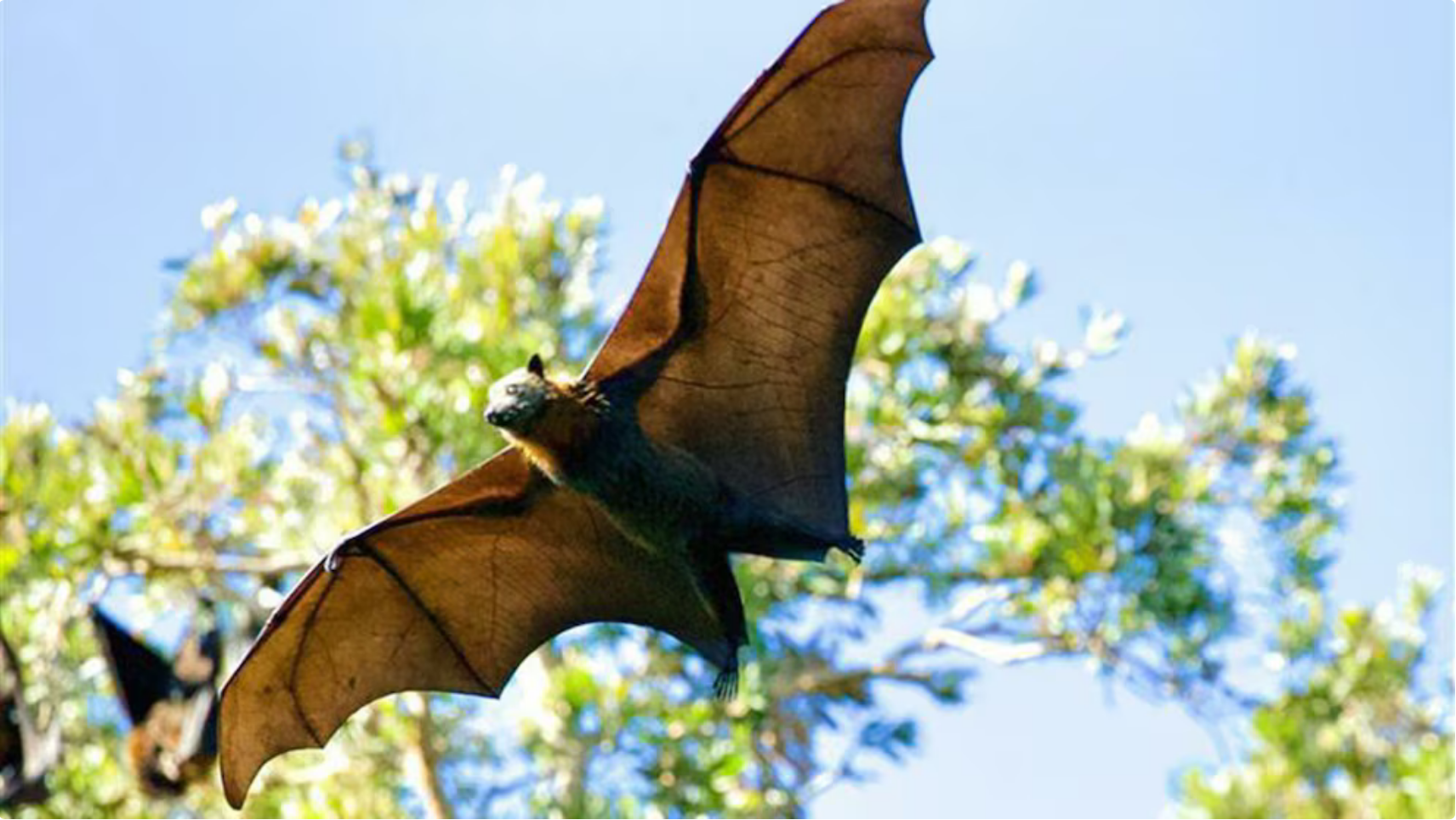 Screenshot 2026-04-24 at 16-57-58 Descubren en Kenia un nuevo coronavirus en murciélagos capaz de infectar células humanas - Infobae