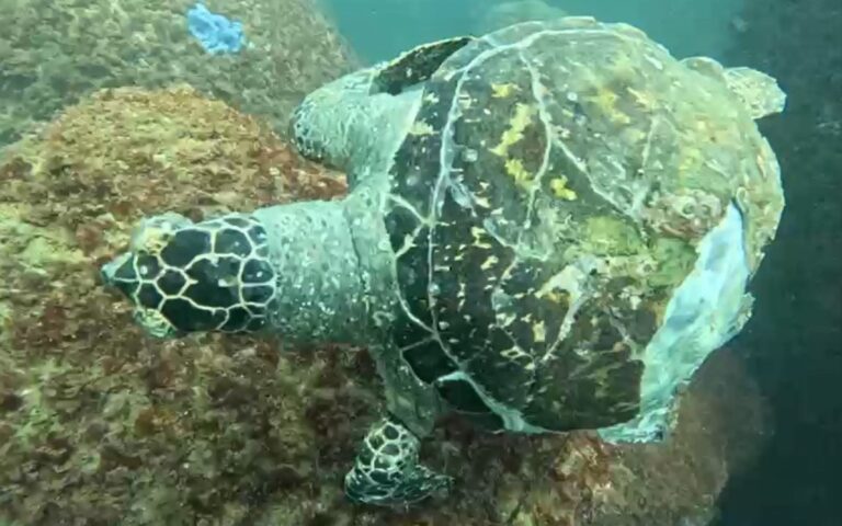 Tortugas_Acapulco_red_4_08052026